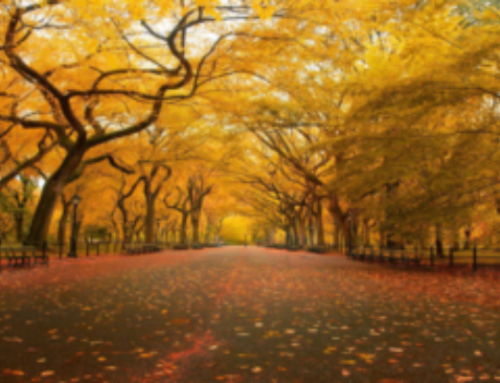 Harvest Happiness! How to keep connected with nature during Autumn