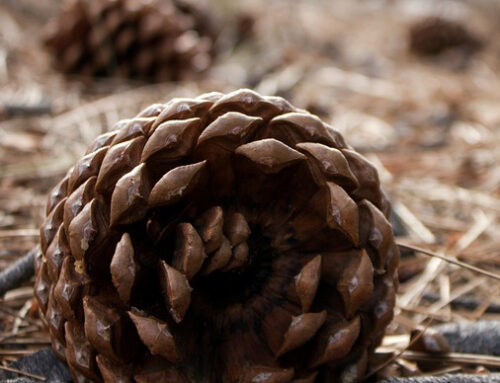 Pine Cone Bird Feeder